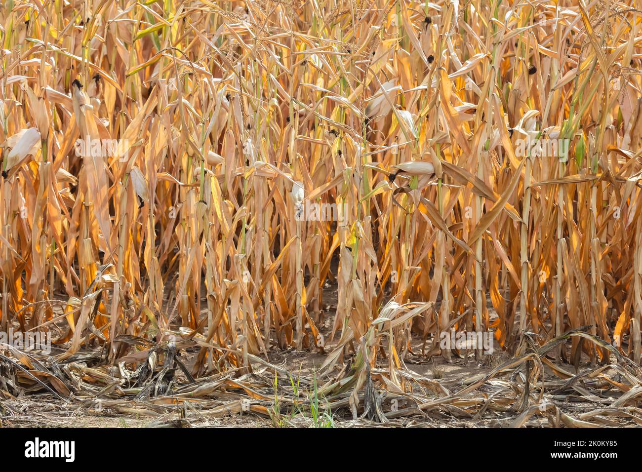 Campo di mais olandese arido e arroccato durante la siccità nell'estate del 2022 Foto Stock