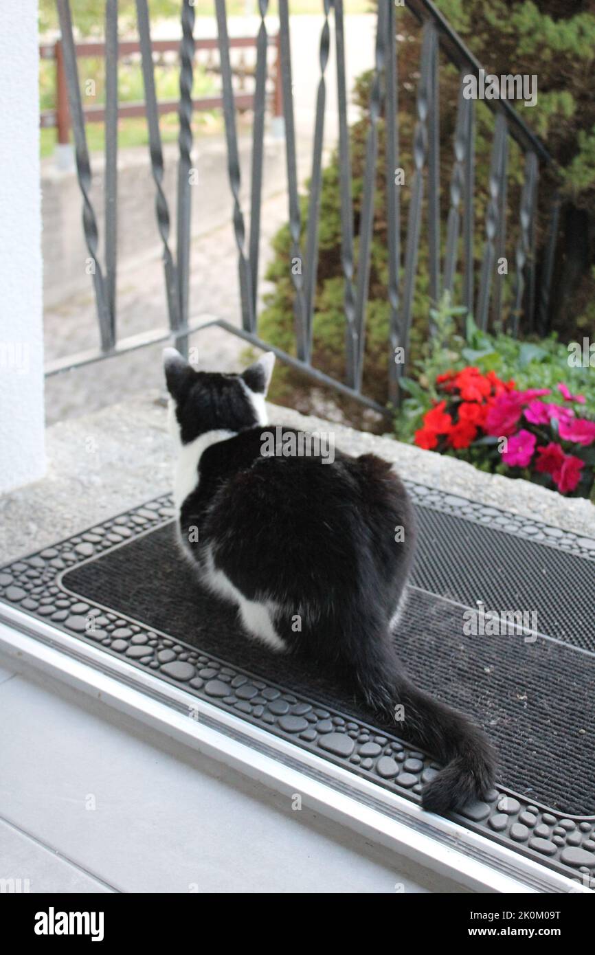 schwarz-weiße Katze vor Eingangstür Foto Stock