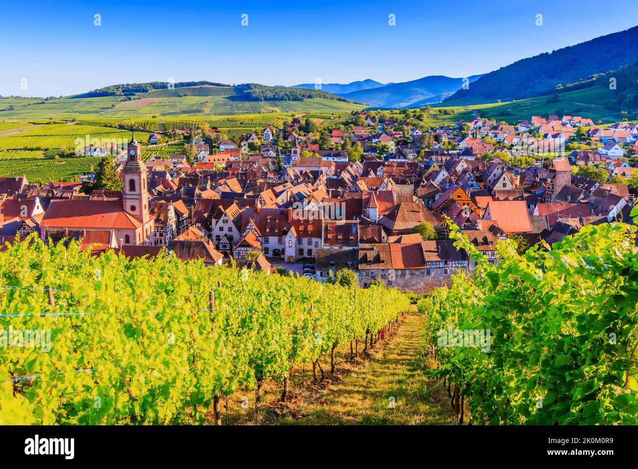 Riquewihr, Francia. Paesaggio con vigneti vicino al villaggio storico. La strada del vino dell'Alsazia. Foto Stock