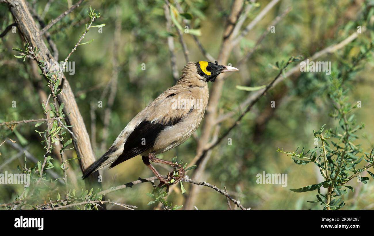 Wattled Starling (Creatophora cinerea) Kgaladadi Transfrontier Park, Sudafrica Foto Stock