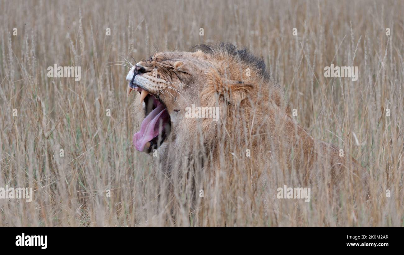 Leone (Panthera leo) Kgalagadi Parco transfrontaliero, Sud Africa Foto Stock