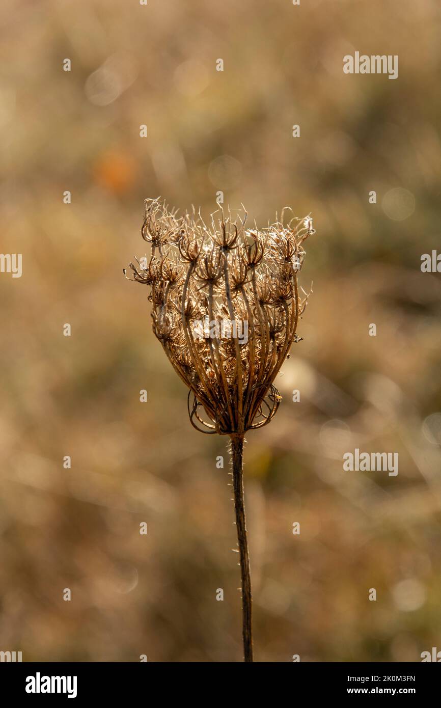 Semi di pizzo della regina Anna (Daucus). Nido di uccello o pizzo di vescovo in autunno. Foto Stock