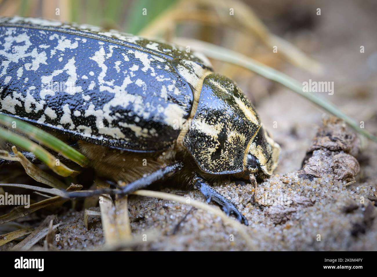 Un grosso scarabeo (Polyphylla fullo) che cammina sulla sabbia, Francia Foto Stock