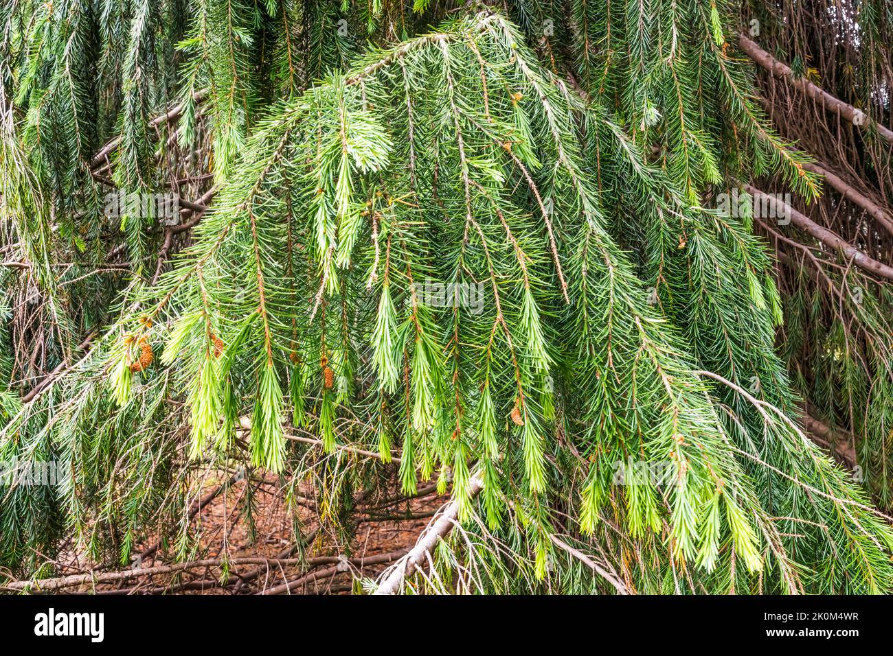 Un ramo di abete rosso piangente nordamericano, Picea breweriana. Foto Stock