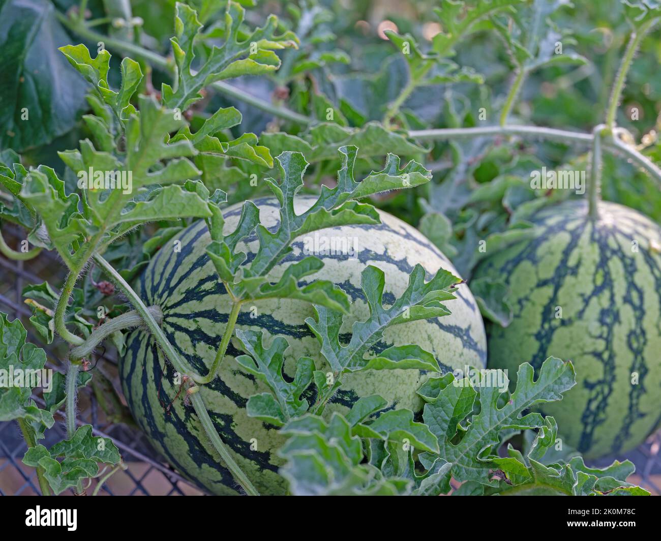 Cocomero, Citrullus lanatus, su un trellis in un giardino Foto Stock