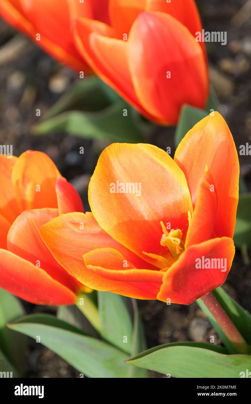 Tulipa 'Love Song', Tulip 'Love Song', Kaufmanniana tulip 'Love Song'. Tulipano di giglio con foglie rigate e fiori arancioni luminosi Foto Stock