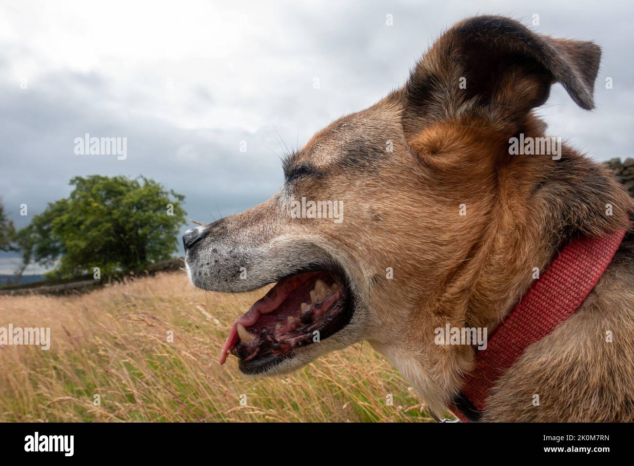 Vecchio cane con gli occhi chiusi e la bocca aperta che mostra la salute dei denti in campagna godendo l'aria aperta, Yorkshire, Inghilterra, Regno Unito Foto Stock