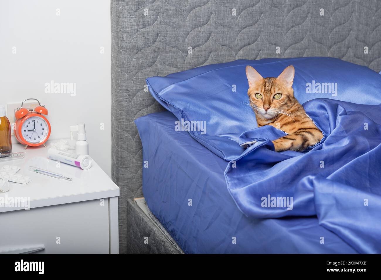 Un gatto domestico infettato da un raffreddore o influenza si trova in un letto a casa. Foto Stock