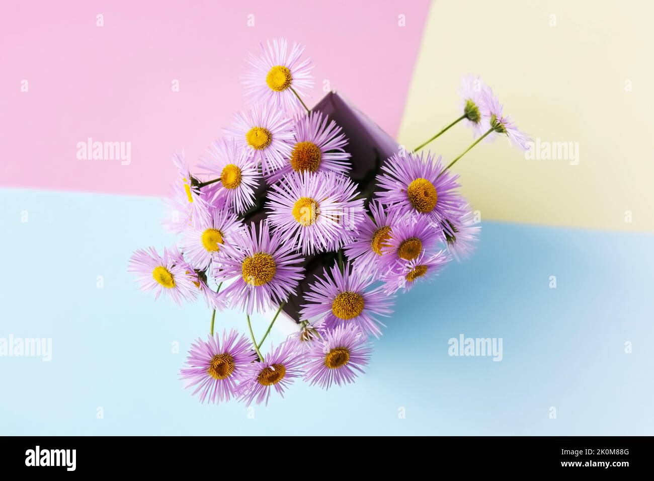 Fiori viola erigeron in una scatola bianca su uno sfondo multicolore, fiori estivi Foto Stock