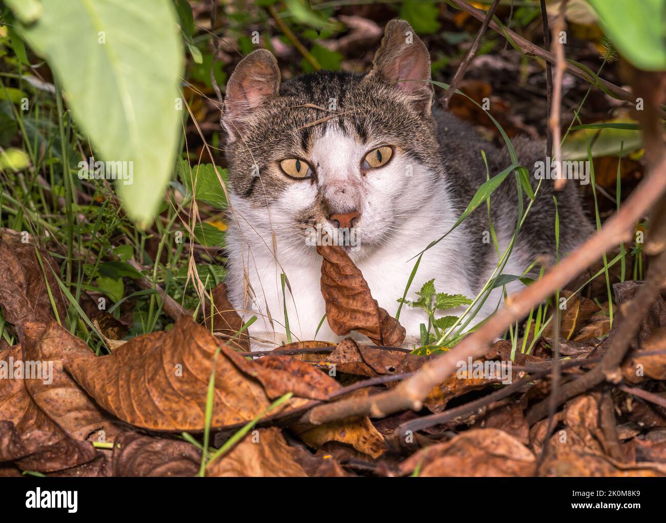 Un gatto nascosto nelle foglie osserva la sua preda Foto Stock