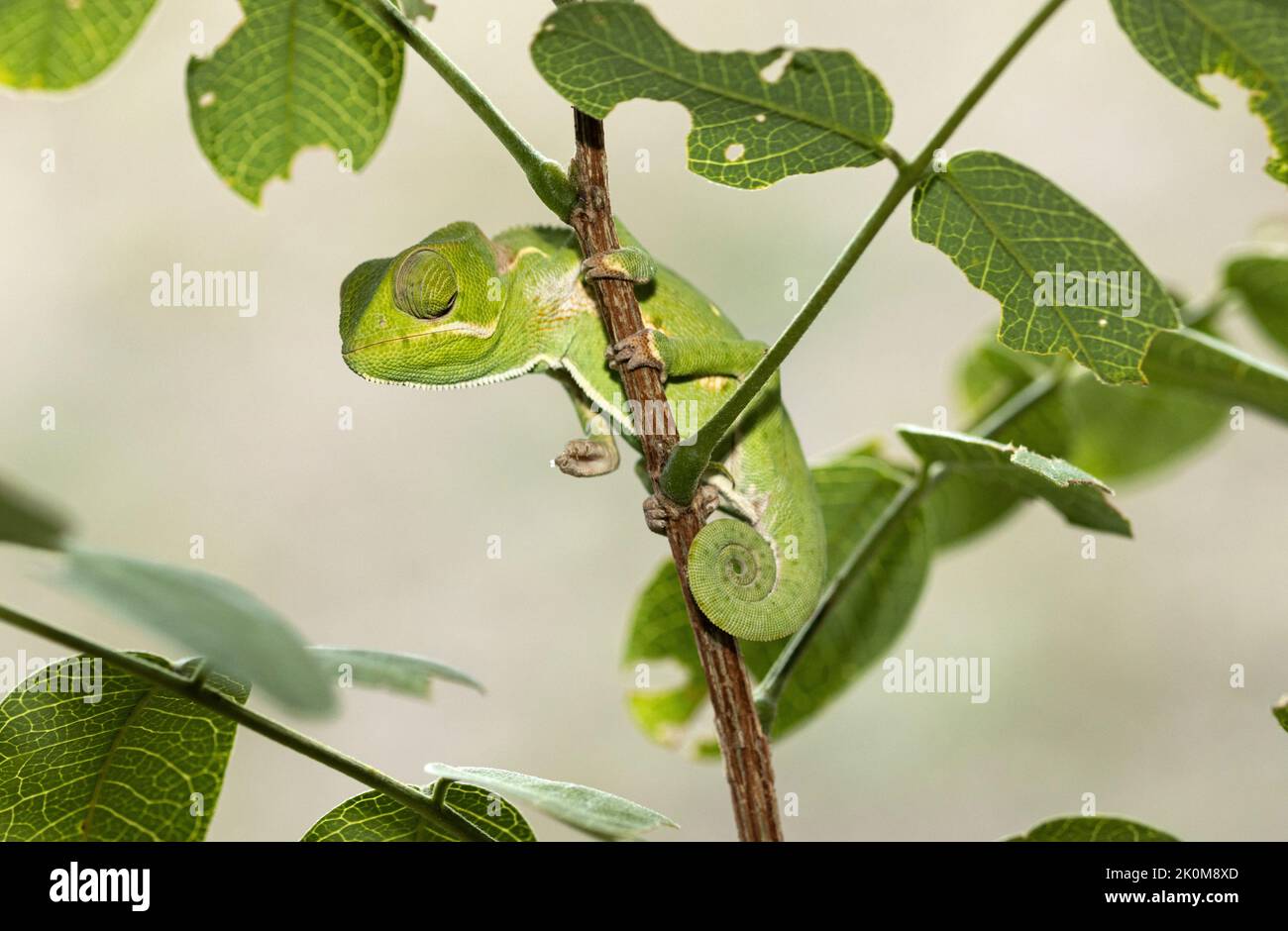 Il Chameleon è superbamente adattato dalla fisiologia ad una vita nel baldacchino dell'albero. Mescolandosi con l'ambiente, il movimento lento, i piedi afferranti ed i colori Foto Stock