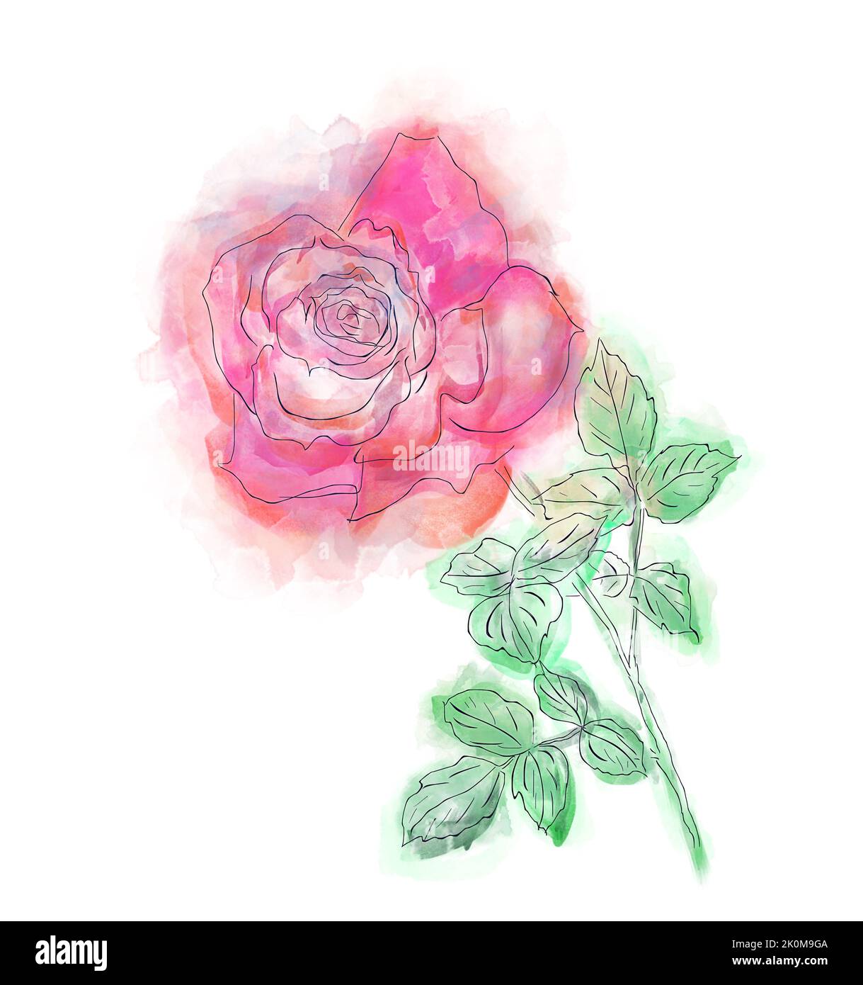 Rd Rose flower, pittura ad acquerello Foto Stock