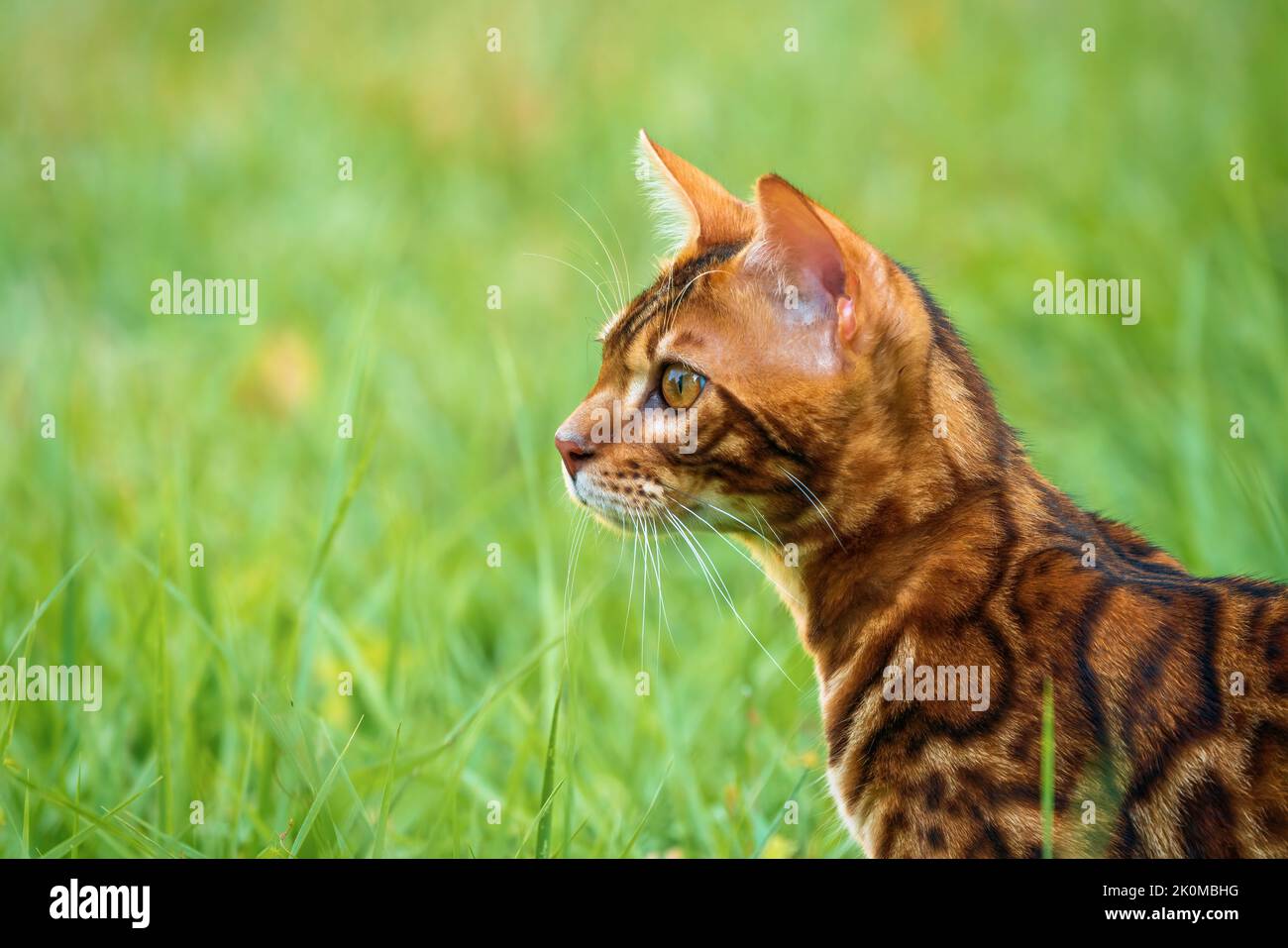 Bel giovane gatto bengala in giardino Foto Stock