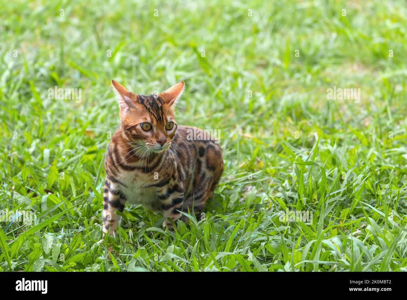 Bel giovane gatto bengala in giardino Foto Stock