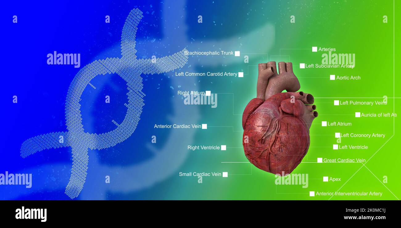 3D illustrazione Anatomia del cuore umano Foto Stock