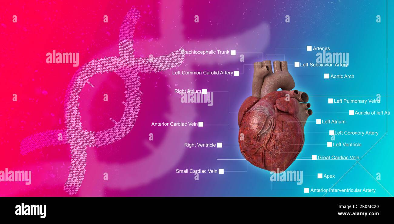 3D illustrazione Anatomia del cuore umano Foto Stock