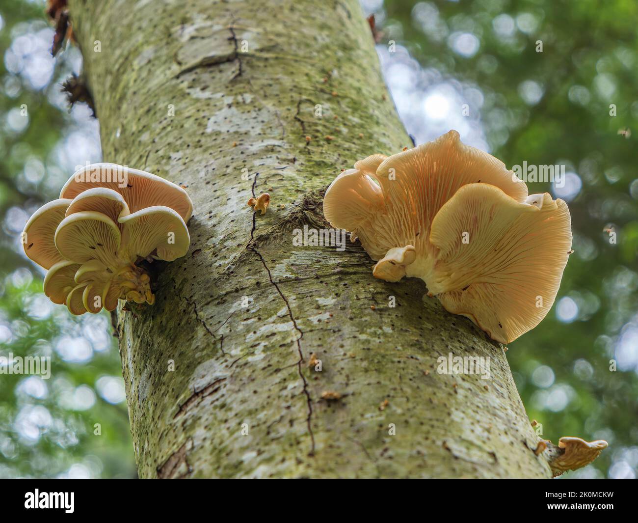 Un fungo di ostrica (Pleurotus pulmonarius) che cresce sul tronco di un ontano Foto Stock