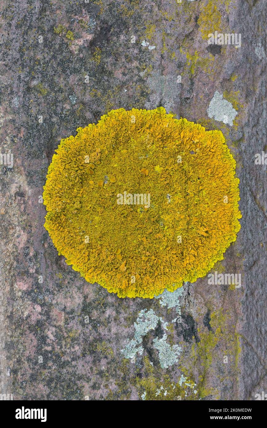 Kalk-Gelbflechte, Runzelige Wandflechte, Gelbflechte, auf einer Mauer, Xanthoria cf. Calcola, Arancione Lichen Foto Stock