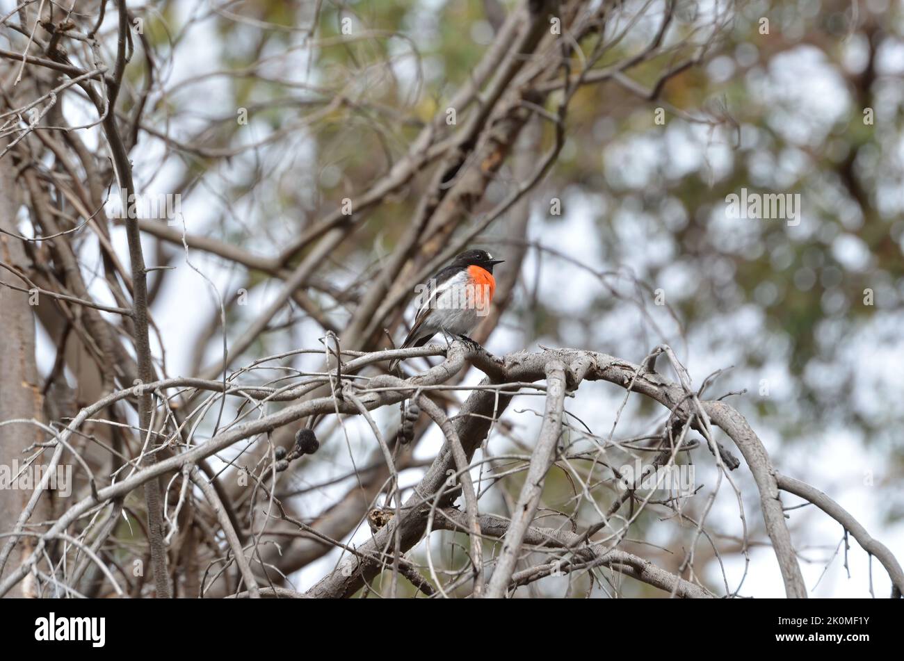 Maschio Scarlet Robin (Petroica boodang) in albero Foto Stock