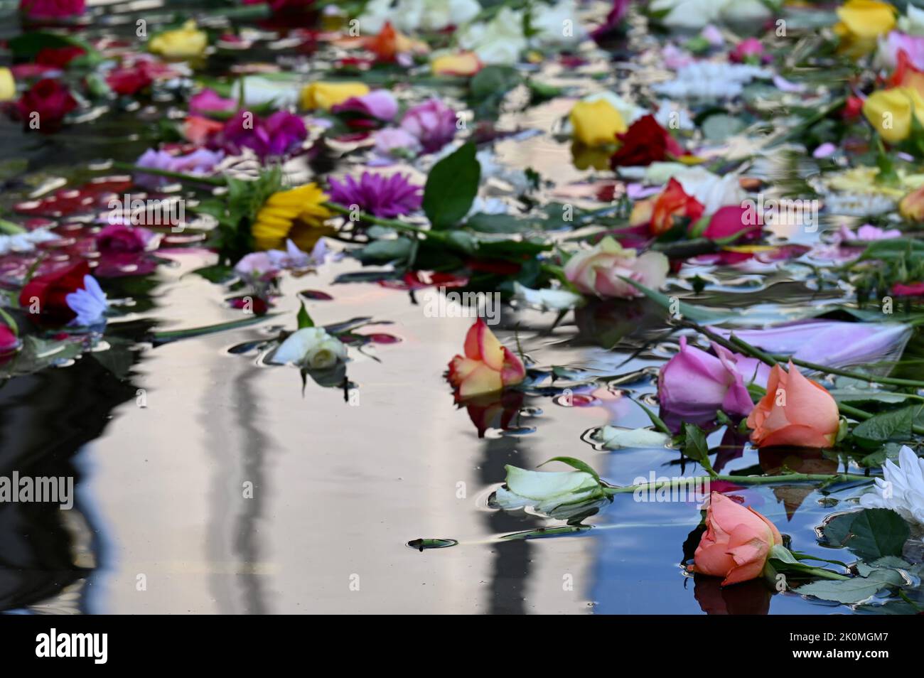 Londra, Regno Unito. I fiori sono stati sparsi su una fontana nel Parco di San Giacomo in memoria della regina Elisabetta II che è passata via su 08.09.2022 di età 96 anni. Foto Stock