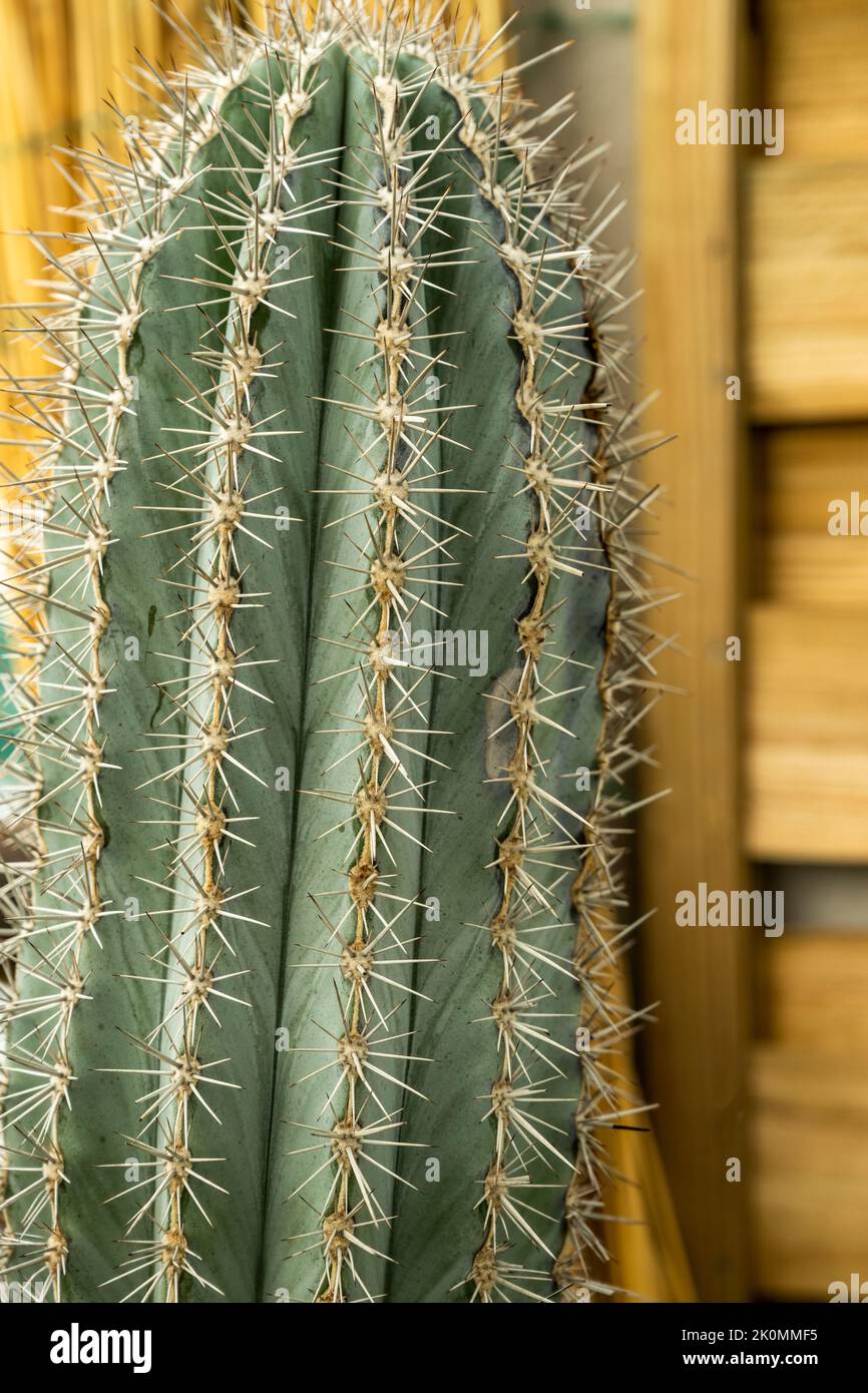 Un grande cactus di Pachycereus pringlei con le sue punte affilate fini con legno naturale sullo sfondo Foto Stock