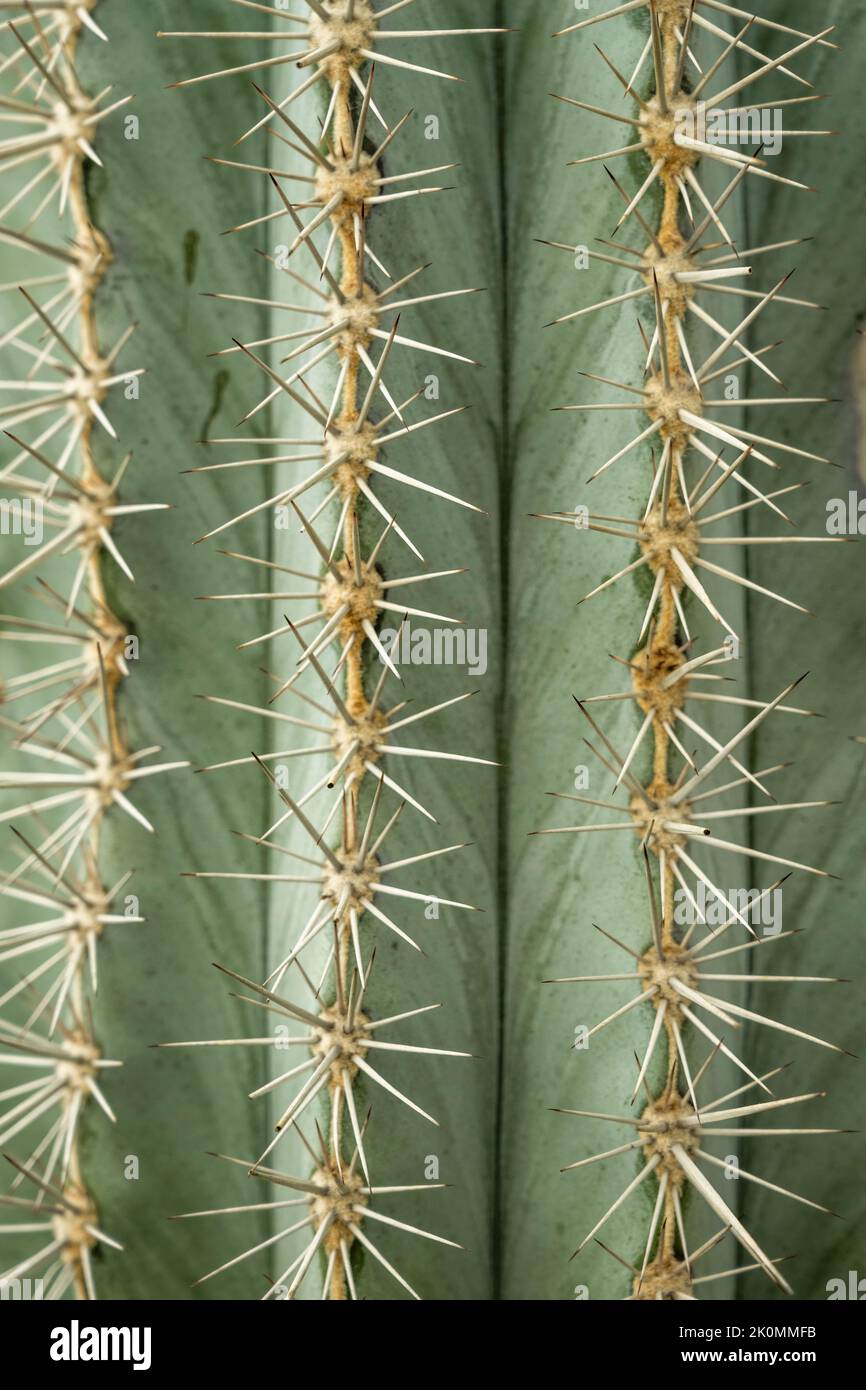 Punte sottili e affilate di un grande cactus Pachycereus pringlei che riempie l'intero casco Foto Stock