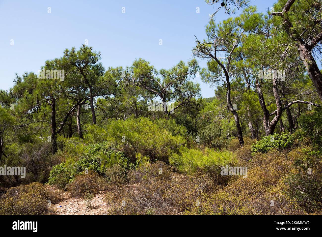 Vista di pini chiamati Pinus brutia e piante selvatiche catturate nella costa egea della Turchia. E' una giornata estiva di sole. Foto Stock