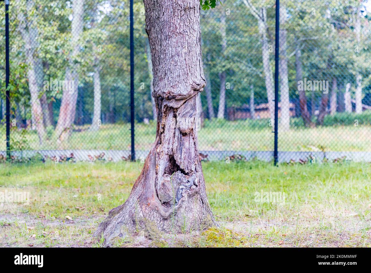 Un animale morso albero nel parco assomiglia a faccia umana - immagine Foto Stock