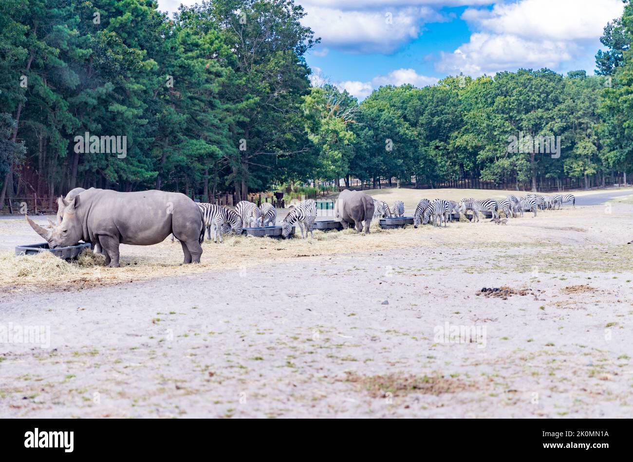 rinoceronte e zebra mangiano la mattina d'estate - immagine Foto Stock