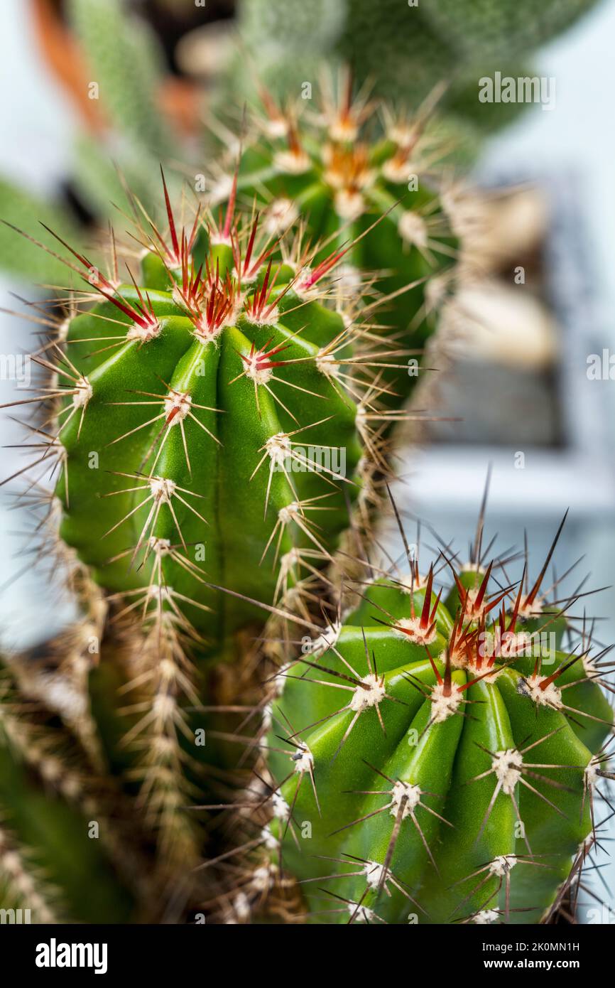 I cactus graziosi della famiglia del cervo con punte rosse affilate e appuntite Foto Stock