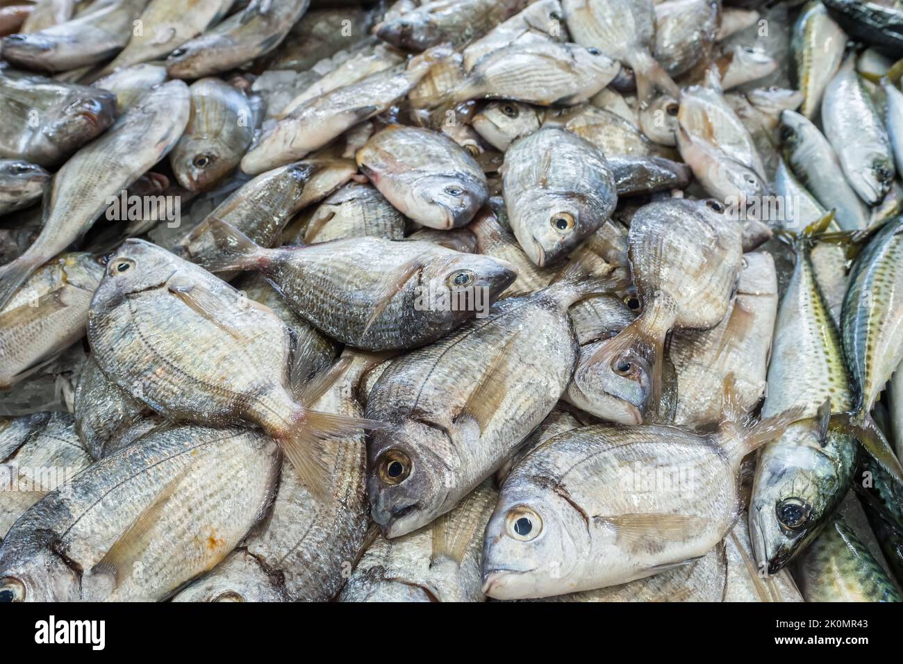 Pesce fresco crudo con testa dorata su un banco del mercato. Foto Stock