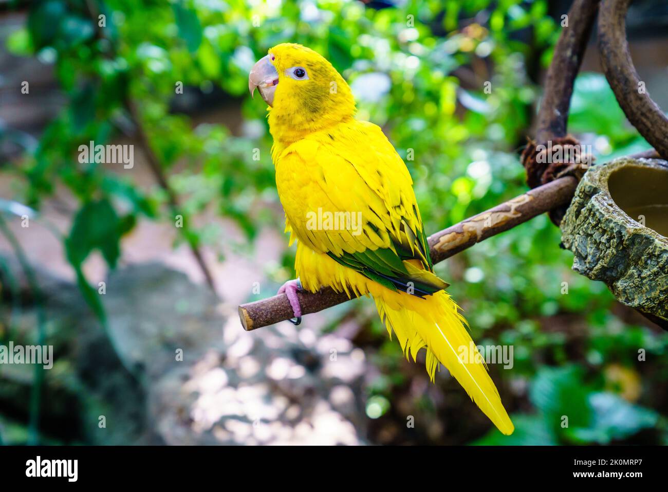 Ritratto di pappagallo giallo in un santuario degli uccelli Foto Stock