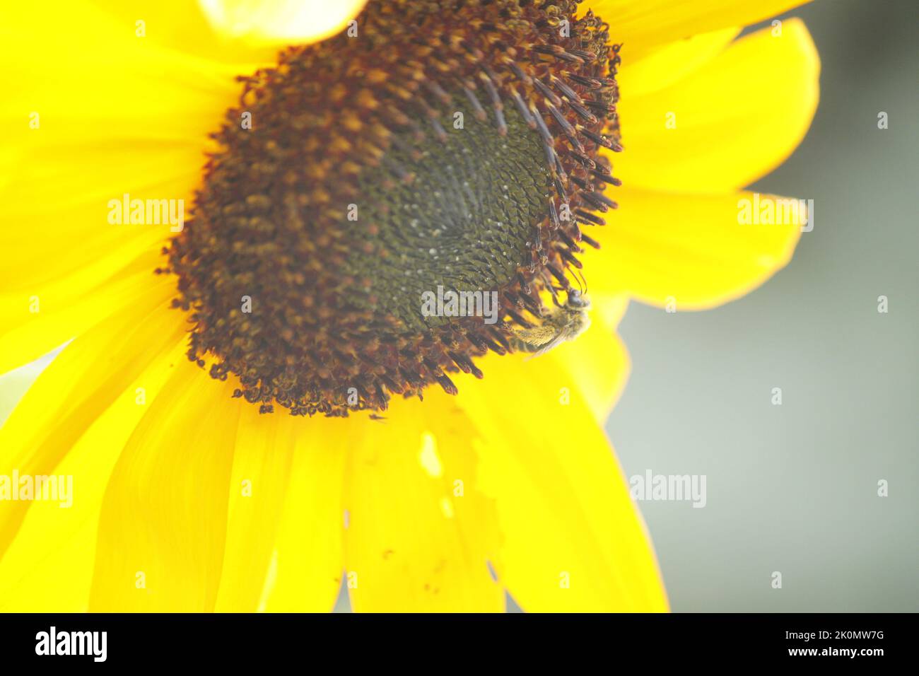 Ape miele raccolta polline su un girasole. Immagine ravvicinata di un fiore di girasole pieno con un'ape di miele che raccoglie polline. Foto Stock