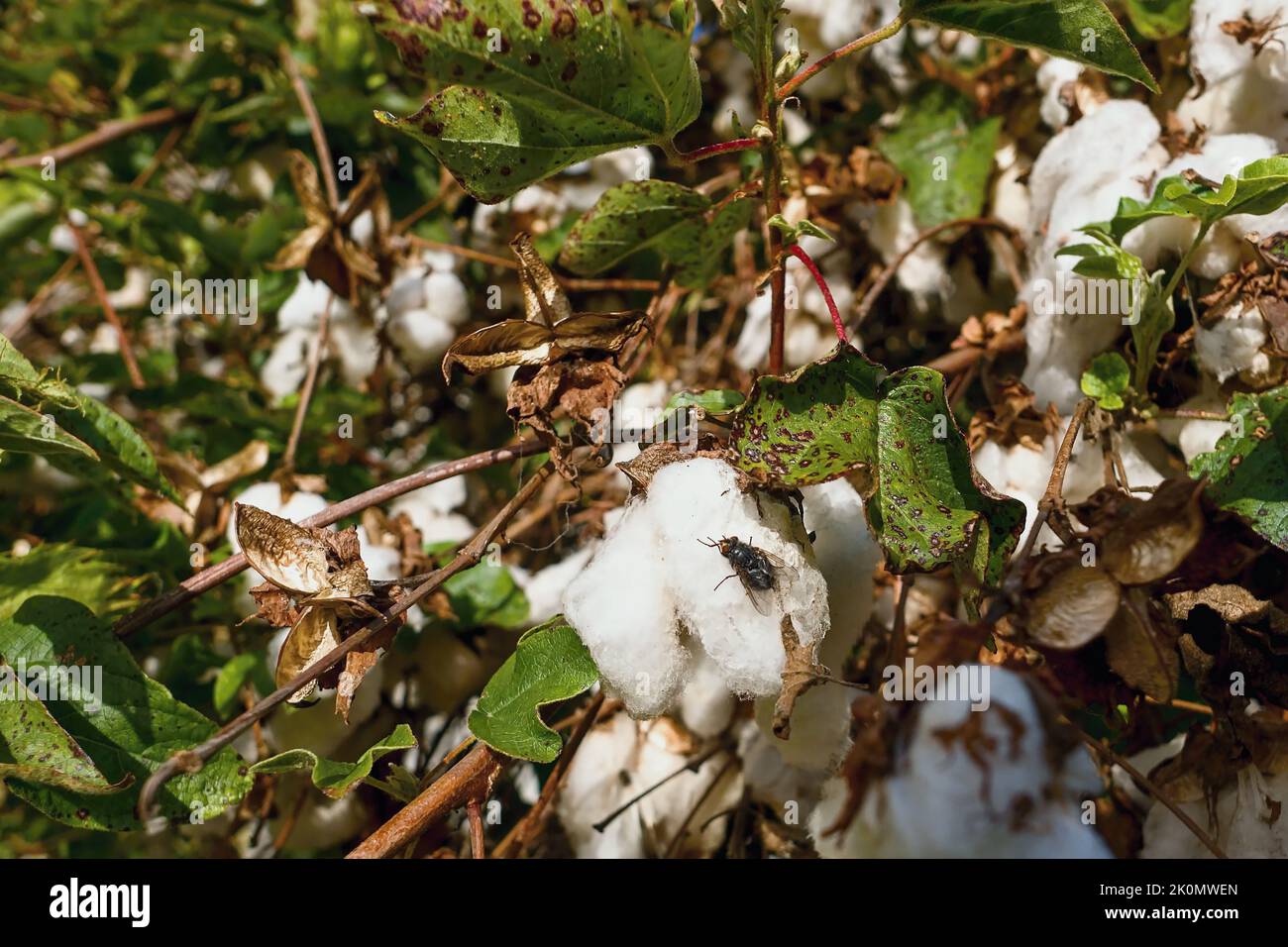 Arbusto con bolli scoppiati del sottogenere Gossypium sezione Gossypium: Gossypium arboreum. Primo piano di molti bolli scoppiati con cotone bianco che esce. Foto Stock