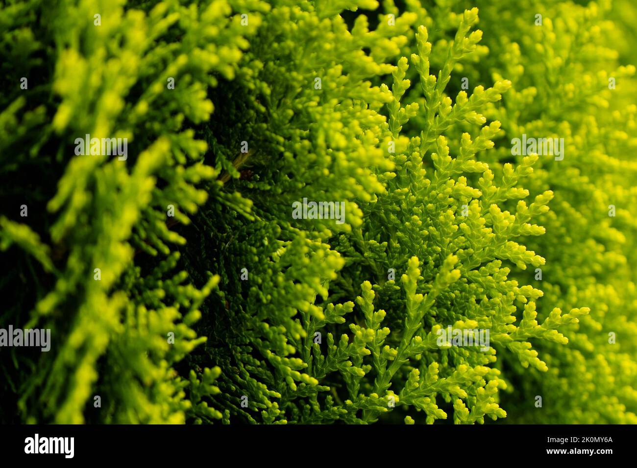 I rami di ginepro verde si chiudono alla luce del sole. Sfondo naturale. Ecocompatibile. La consistenza delle foglie di ginepro verde. Sfondo. Copia spazio per il tuo disegno. Foto. Foto Stock