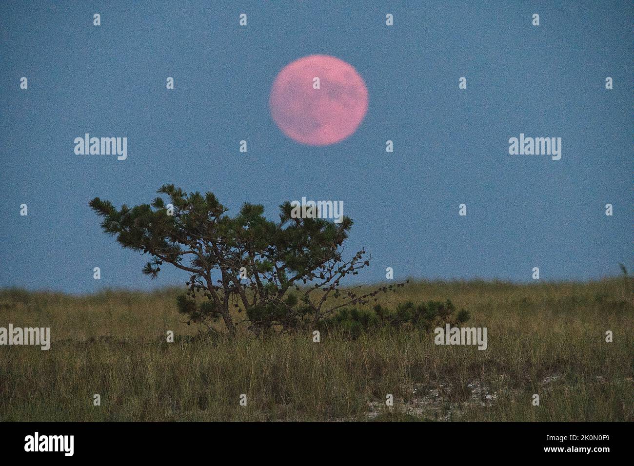La Luna di Mietitura (luna piena di settembre) sorge su Dennis ad ovest, Massachusetts, a Cape Cod Foto Stock