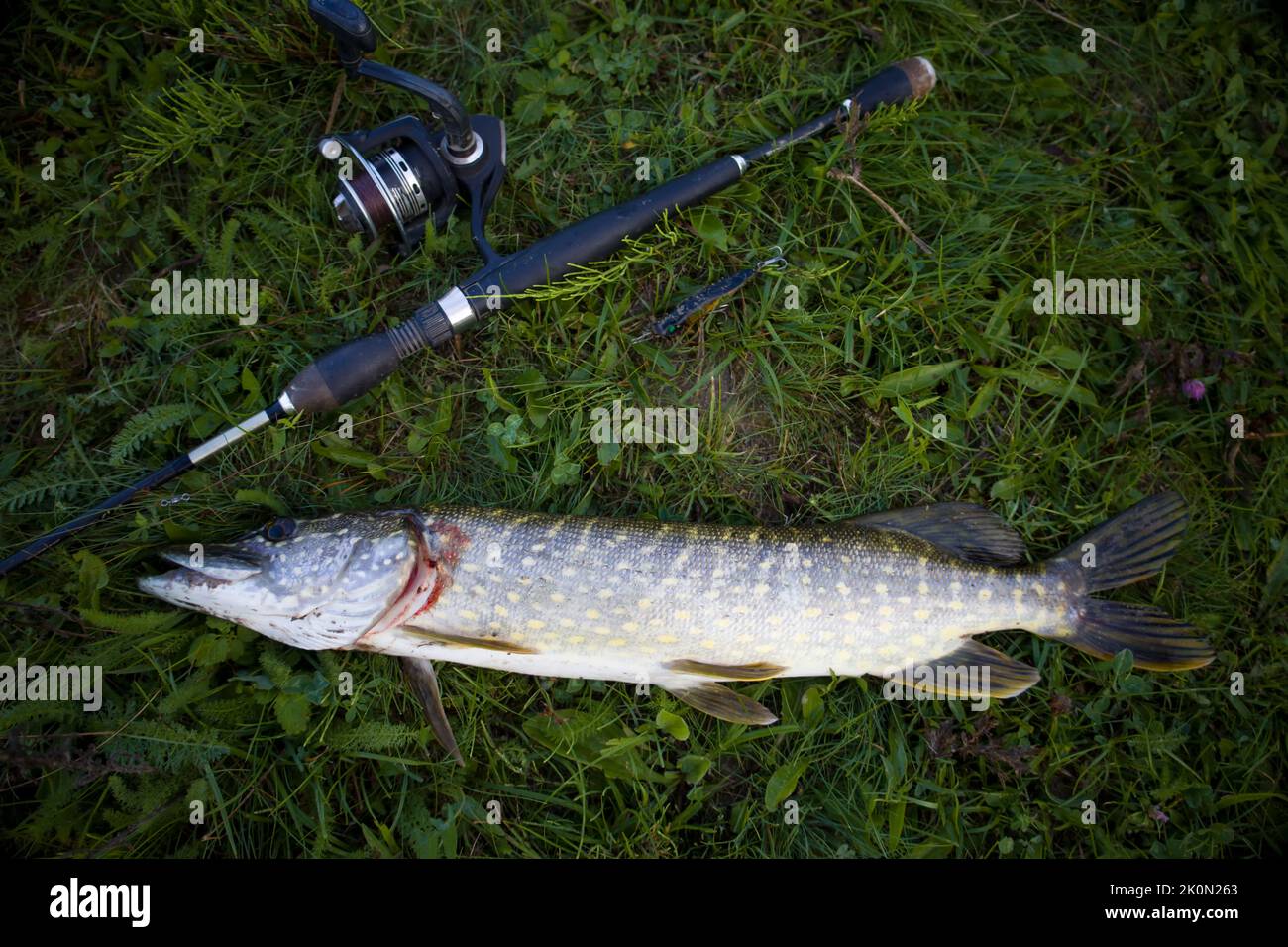 Pesce luccio con filatura su erba verde. Foto Stock