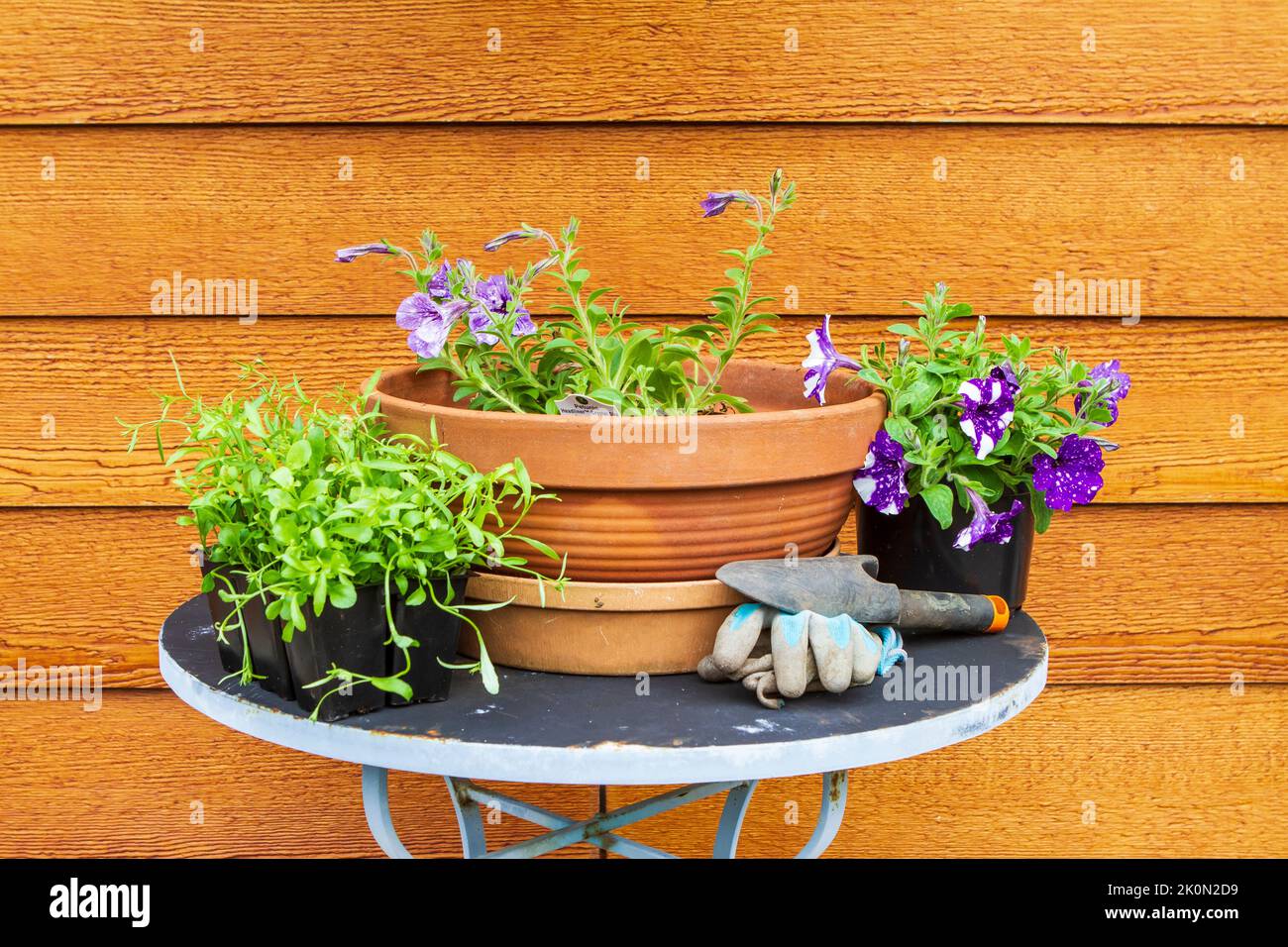 Lobela primaverile e piante di petunia in fiore viola e bianco pronte per essere inserite in una pentola di argilla in una giornata di sole, con un paio di guanti da giardinaggio Foto Stock