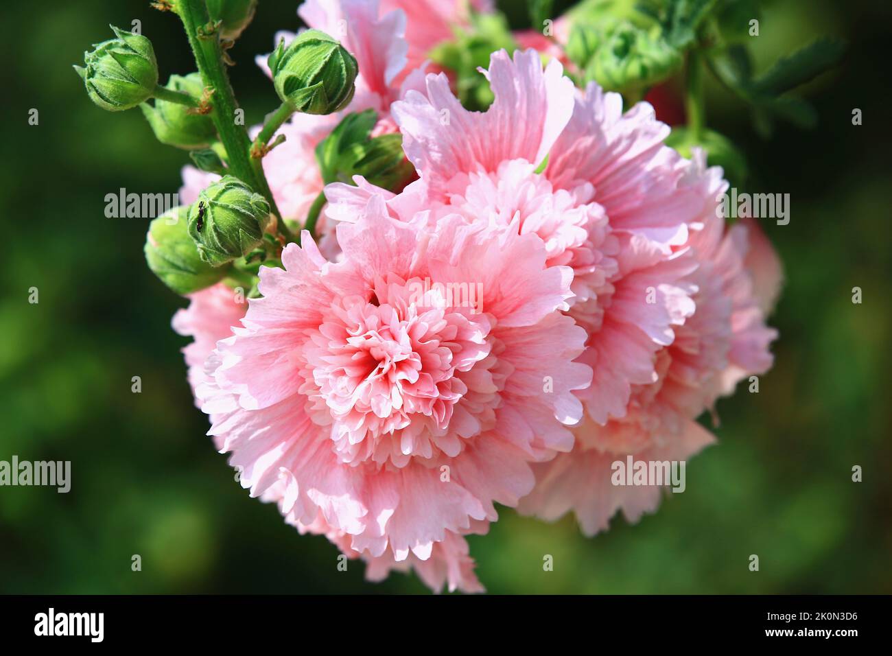 Bella vista dei fiori rosa fiorenti di Hollyhock (Alcea Rosea), primo piano dei fiori rosa di Hollyhock che sbocciano nel giardino Foto Stock