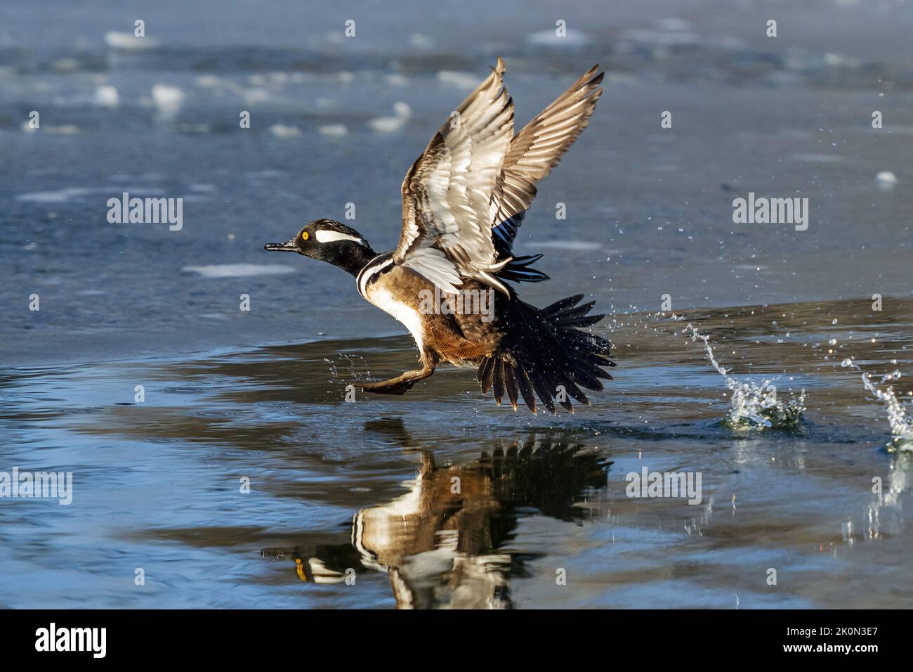 Un drake Merganser con cappuccio che prende il volo su un lago invernale in Colorado. Vista ravvicinata. Foto Stock