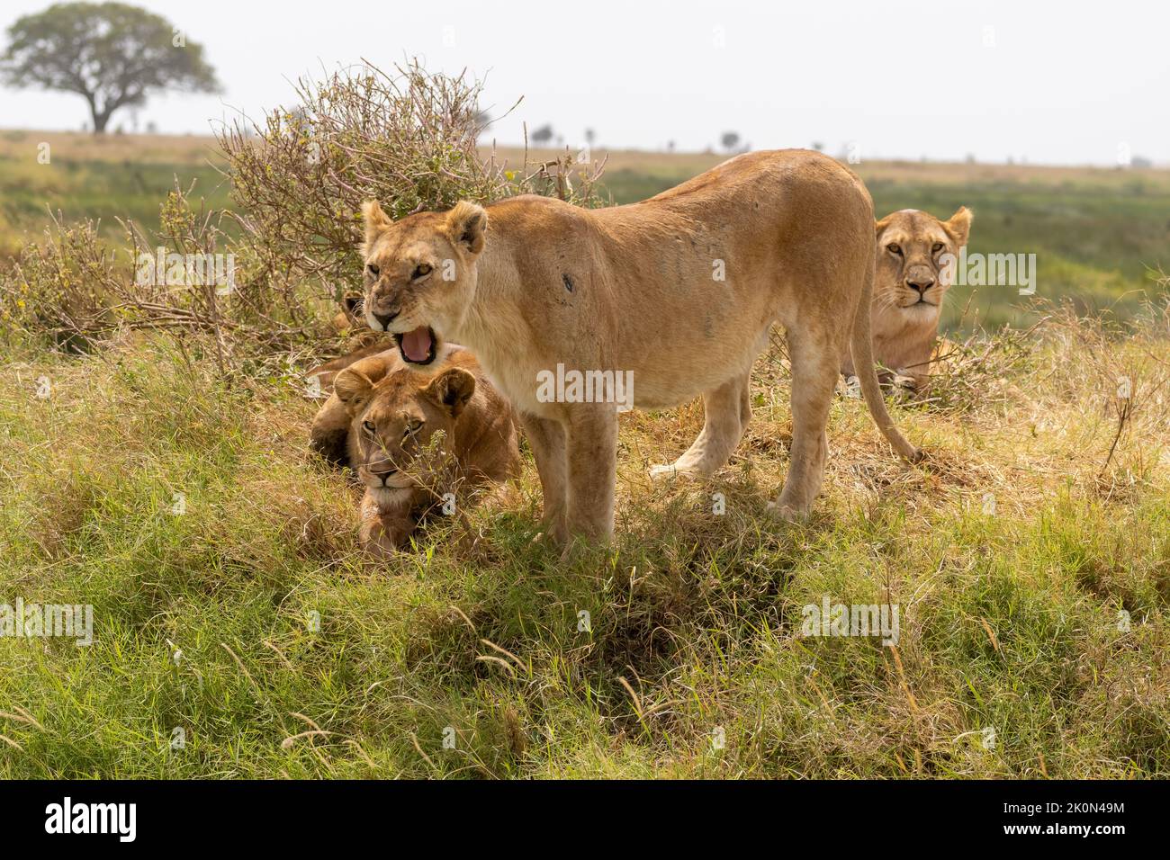 la leonessa arrabbiata ruggisce e mostra denti nella savana. Parco Serengeti, Tanzania Foto Stock