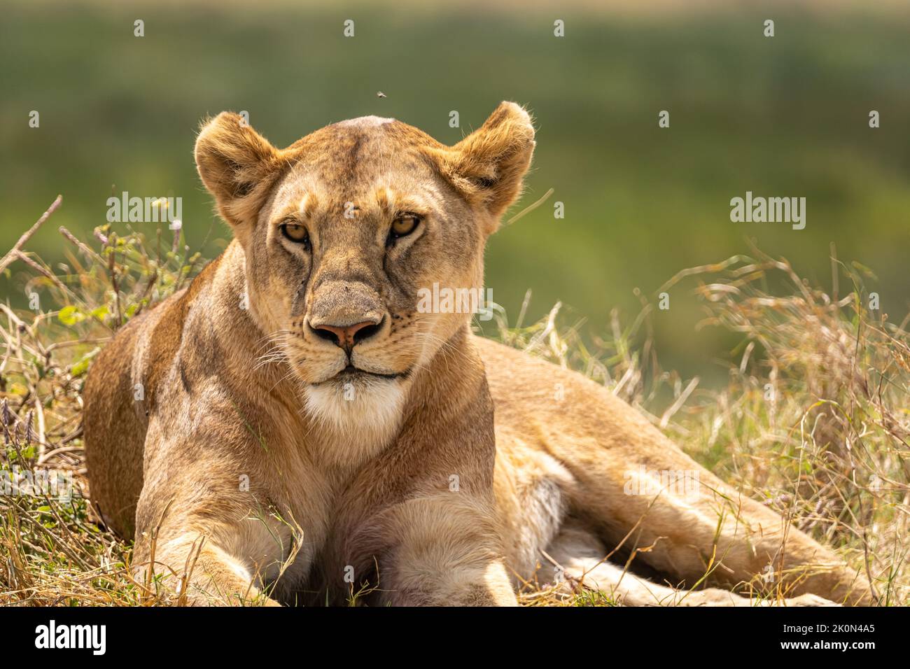 Ritratto di una leonessa pigra sdraiata sull'erba della savana. Bellissimo sfondo verde Foto Stock