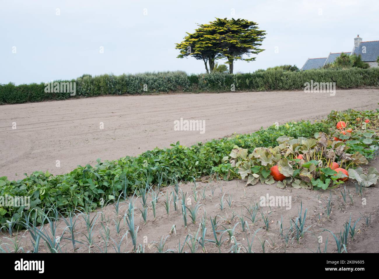 Pezzo di terra con verdure in crescita, cipolle e zucche. Francia. Europa Foto Stock