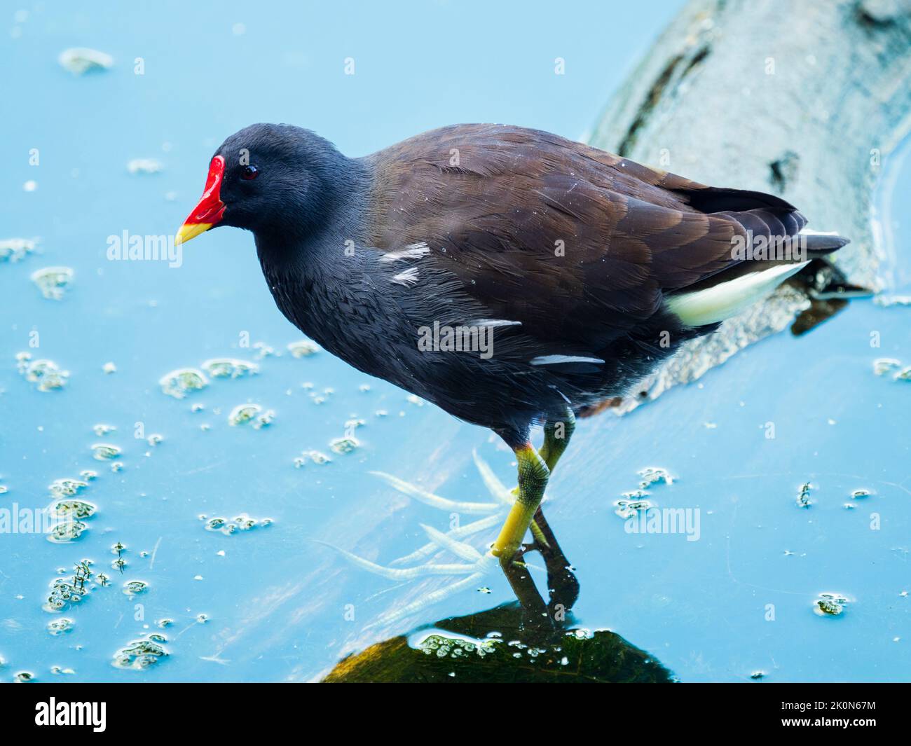 Adulto residente nel Regno Unito Wading Bird, Gallinula chloropus, moorhen, che mostra il caratteristico becco rosso e giallo Foto Stock