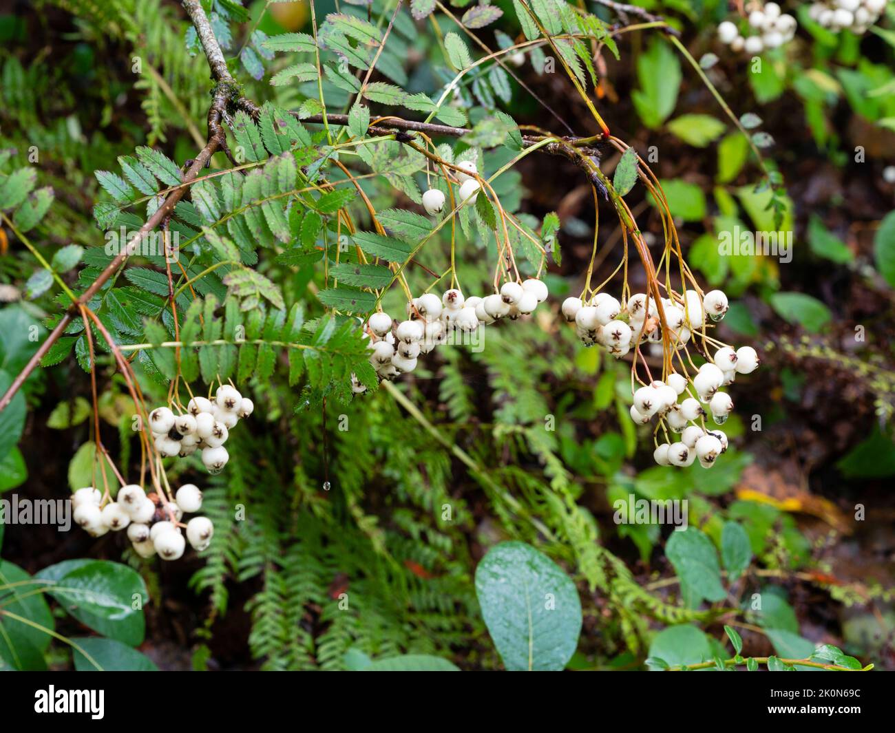 Bacche autunnali bianche del rudoso rowan cinese ornamentale, Sorbus koehneana Foto Stock