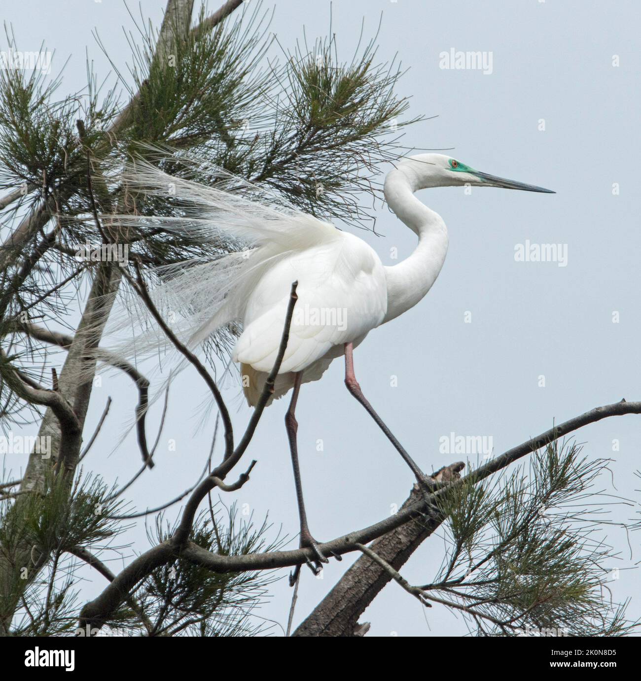 Intermediate / Plumed Egret, Ardea intermedia, con piumaggio d'allevamento, sul ramo contro il cielo blu nel parco urbano in Australia Foto Stock