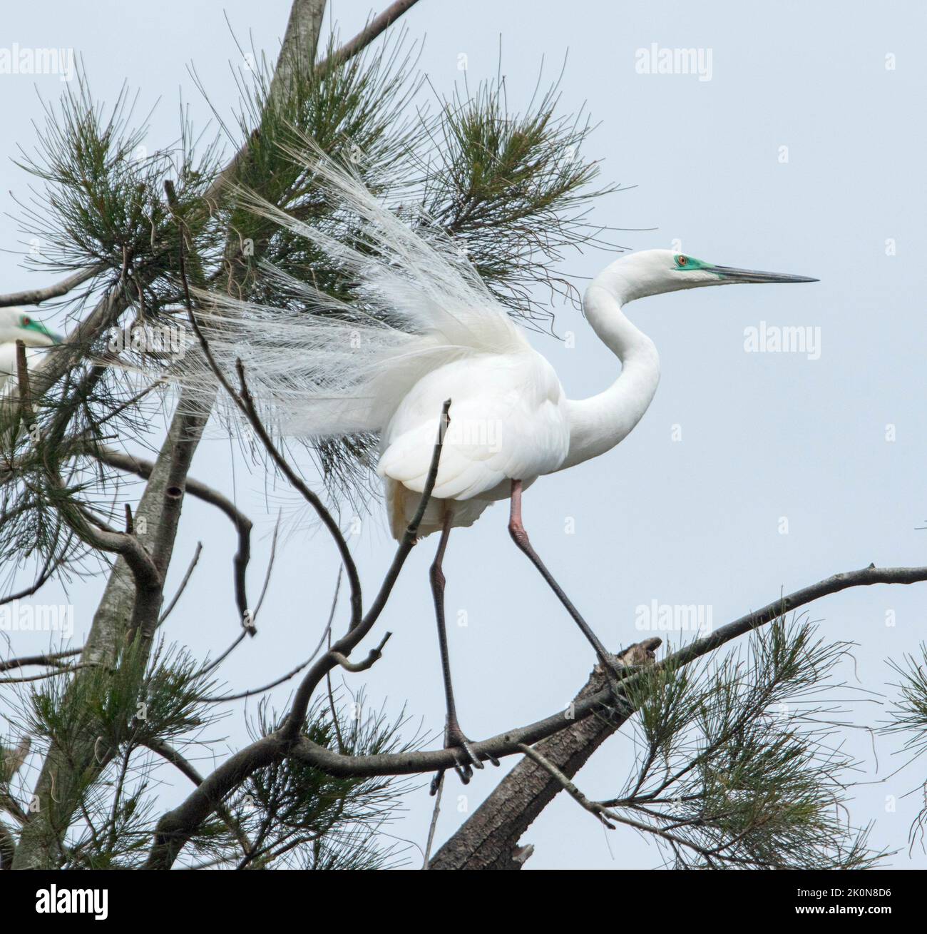 Intermediate / Plumed Egret, Ardea intermedia, con piumaggio d'allevamento, sul ramo contro il cielo blu nel parco urbano in Australia Foto Stock