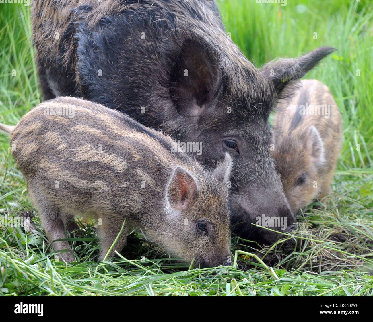 Cinghiale e suinetti nella fattoria di Jamie Burgess nella New Forest, Hampshire. VERRI.1 Il contadino Jamie Burgess ha trasformato parte della sua fattoria casearia in una fortezza nel tentativo di introdurre cinghiale al Parco Nazionale della Nuova Foresta per la prima volta in numeri da quando il figlio di William il Conquistatore, William Rufus li ha cacciati al limite dell'estinzione 1.000 anni fa. L'ultimo cinghiale è scomparso dalla foresta 300 anni fa, ma il signor Burgess, 34 anni, ha invertito la tendenza compilando una mandria di 80, allevata da allevamenti già insediati in Gran Bretagna e oltre, compresi i suoi primi giovani suinetti. Essi possono l Foto Stock
