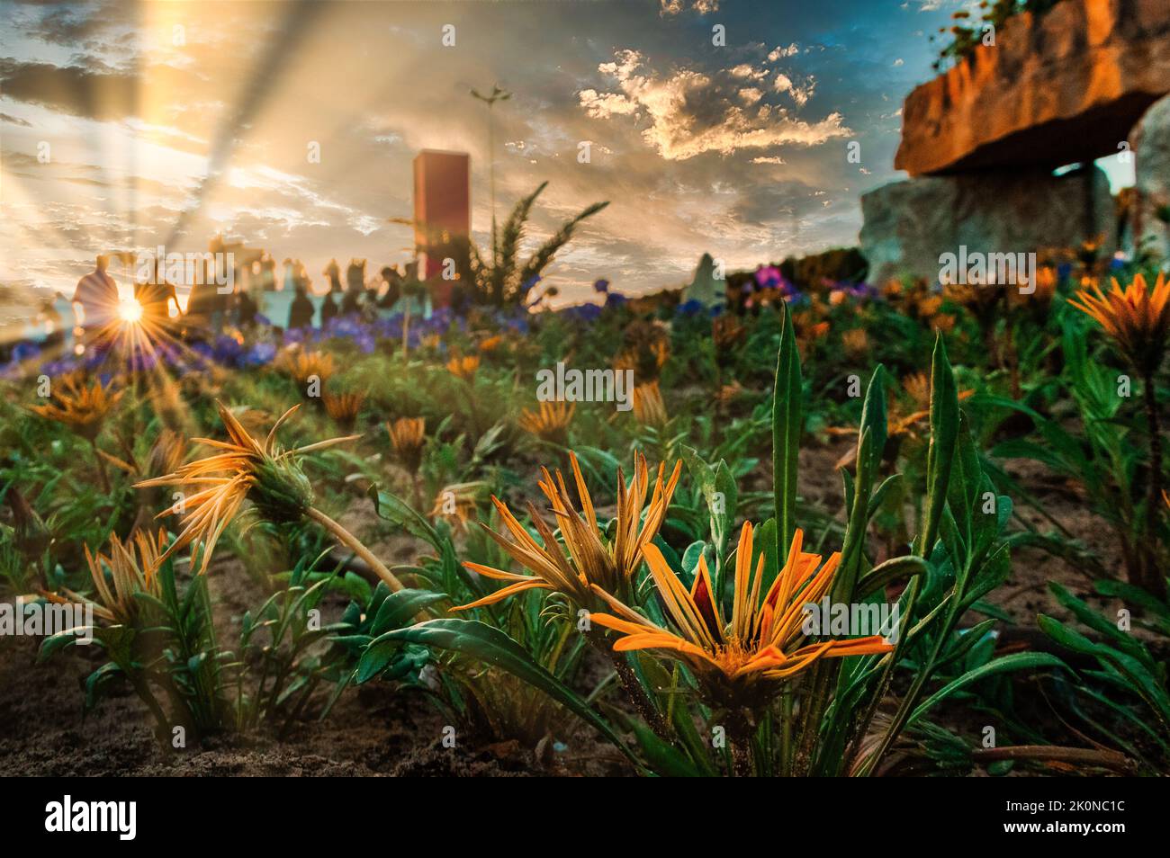 Spettacolo di fiori e il tramonto brillano Foto Stock