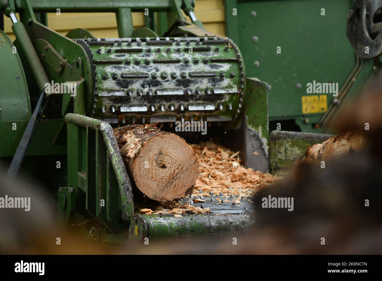 Una macchina scalpellatrice preleva un tronco di pinus radiata per ridurlo a trucioli di legno Foto Stock
